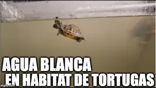 Agua blanca en el habitat de las tortugas