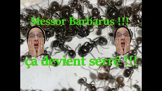 [SUIVI] Messors Barbarus ,ma colonie devient ENORME. Va vite falloir agrandir tout sa ! Medoc72