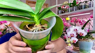 ТРИ ЛУЧШИХ СПОСОБА наращивания корней орхидеи