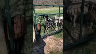 Sunday mornings! Baby goats and fresh grass! #cuteanimals #cute #babygoats #farm