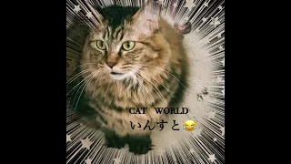 cat   world