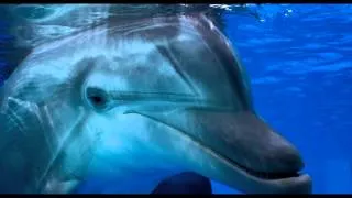 Dolphin Tale 2 Trailer #2