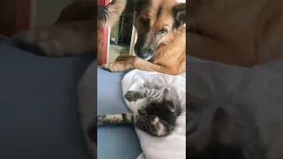 Watch how this dog protects the kitten 😍