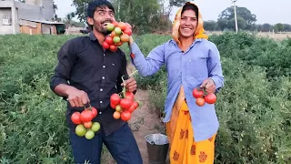 The Farmer organic • Tomato Shutterstock • farmbot • sun dried • shrimp Farming