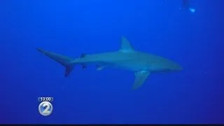 Woman reportedly bitten by shark while snorkeling off Maui