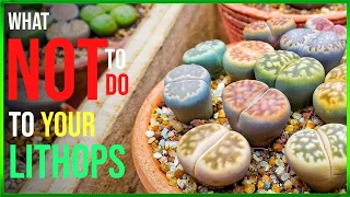 What NOT to Do to Your Lithops
