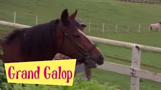 Grand Galop 121 - Un trait sur le passé | HD | Épisode Complet