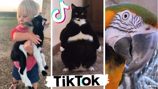 TIK TOK Pets That Will Make You Laugh. Cutest TikTok Animals!