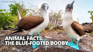 Why do blue-footed boobies have blue feet? And more blue-footed booby facts!