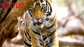 Bengal Tiger on the Hunt 🐅 Life in Color with David Attenborough | Netflix After School