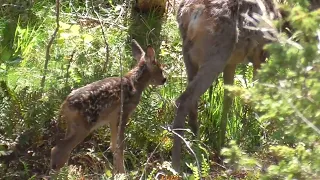 Video journal - 14. mai 2024 - rådyr mor med føllet