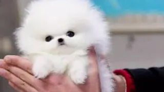 Cute teacup Pomeranian(warning