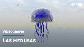 Las medusas | AFP