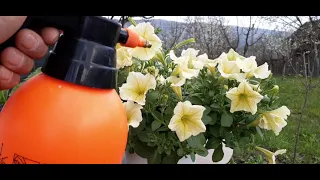 Aspirina energizantul florilor,,,,,,, petunia si mușcata modul de întreținere .