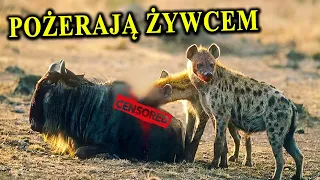 HIENY - Zwierzęta z Najgorszych Koszmarów