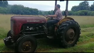 massey 35 mowing for hay 2021