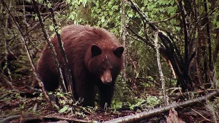 Moment of Truth: Determining Bear Shot Placement