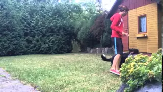 Jump's dogdancing training