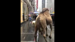 Already walking the camels in for the Rockettes Christmas Spectacular  (@mariewisdorff) #shorts