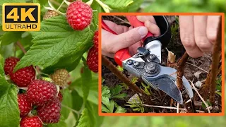 Everbearing Raspberries Pruning 4K - How to Grow Remontant Raspberries Homestead Ideas DIY #WithMe