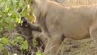 This is Why Lions Hunt Baboons