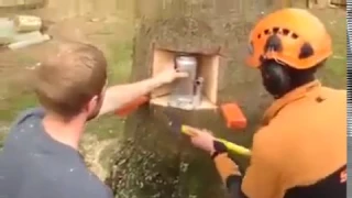 tree cutting techniques with a chainsaw