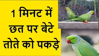 घर की छत पर बैठे तोते को कैसे पकड़े ! parrot ko kese pkde hindi !