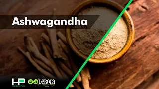 Ashwagandha - Aumenta testosterona, diminui o stress e melhora o metabolismo