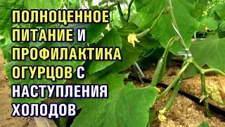 ПОЛНОЦЕННОЕ ПИТАНИЕ И ПРОФИЛАКТИКА ОГУРЦОВ С НАСТУПЛЕНИЯ ХОЛОДОВ (22-10-2019)