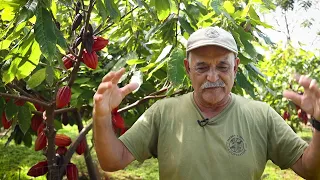 ʻUlu Agroforestry Series: Alley Cropping & Windbreaks