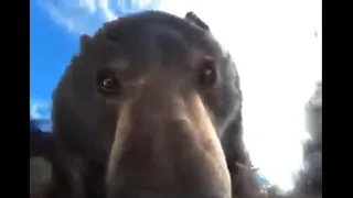 Bear Finds GoPro, Turns it On