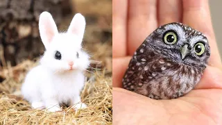 Cute baby animals Videos Compilation cute moment of the animals - Cutest Animals #12