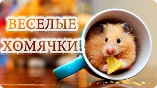 Веселые Хомячки! Смешное Видео Про Хомяков! Смешные Животные/