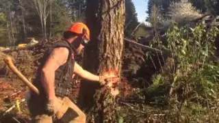 Felling a tree,  using "Back cut first" on hard leaner