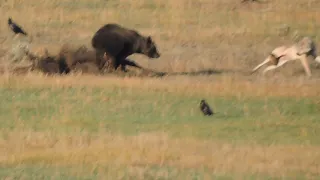 Yellowstone Grizzly Bear Fights off Wolf for Bison Kill