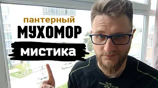 МУХОМОРЫ / Я не знаю, как это объяснить...