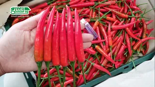 WOW! Amazing Chili Pepper - Harvesting and Processing