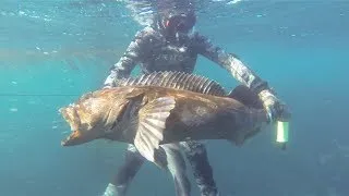 Spearfishing Giant Lingcod