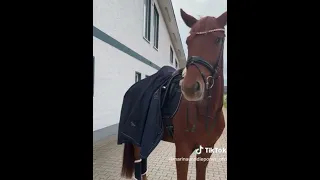 Habt ihr schon Marinas neues TikTok gesehen?/ Marina und die Ponys Fan