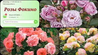 🌹Обзор саженцев роз из питомника розы Фокино! весна 23 г. 🌹#розы #уральскиерозы #обзорпосылки