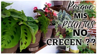 PORQUE MIS PLANTAS NO CRECEN ??? / /  ¿Cómo Hacer Que Una Planta Crezca Más Rápido?