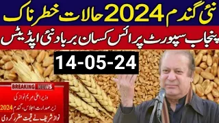 wheat price in pakistan 2024 gundam| gandam rate today|wheat price today in punjab| 2024 گندم کا ریٹ