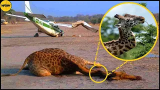 Animals Who Survived The Impossible...