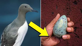 Most Unique Eggs In The World | You Won't Believe Exist | Top 5 Tv