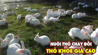 Nuôi Thỏ Thả Vườn Vừa Nhàn Vừa Hiệu Quả, Thu Nhập Ổn Định