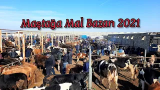 #malbazari Mastaga Mal bazari 07.02.2021 #malbazari2021#ineyler #inekler#ineyler2021#malheyvanbazari