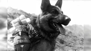 Собаки на войне || Животные на войне || Герои животные