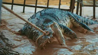 The Crocs are BIG up here in the Northern Territory