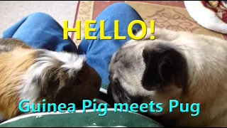 Pug meets Guinea Pig