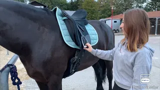 Ein Pferd richtig Satteln